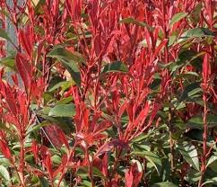 You can plant photinia at any time of the year, using cell grown or pot grown plants. Photinia X Fraseri Carre Rouge Fraser S Photinia Redtip Photinia