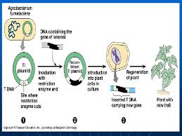 Check spelling or type a new query. Transgenic Development Plant Genetic Engineering Genetic Engineering The