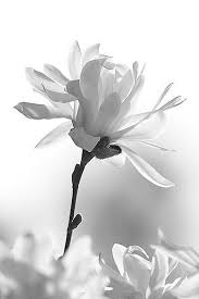 Black White Images Of Flowers Wasbella102 Magnolia Soulhearts Black And White Flowers White Flowers Flowers Photography