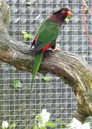 Stella Lorikeet Charmosyna S Goliathinae Photo And Bird From Iggino Van Bael Kus