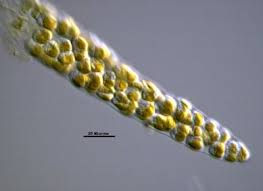 Image result for Phylohydrax