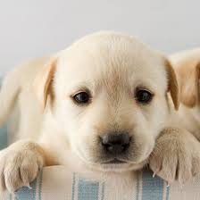 White golden retriever puppies, also known as english cream golden retrievers. Golden Retriever Breeders Puppies For Sale In California