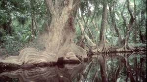 Image result for Heritiera