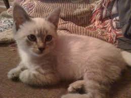 If you have allergies, they are also a good. I M Darla What Kind Of Lynx Point Siamese Am I