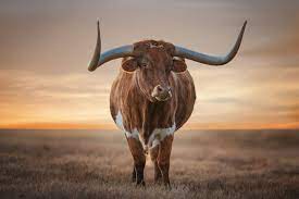 Texas Longhorn Image National Geographic Your Shot Photo Of The Day Cow Pictures Longhorn Cattle Cow