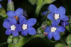Image result for Anchusa capensis
