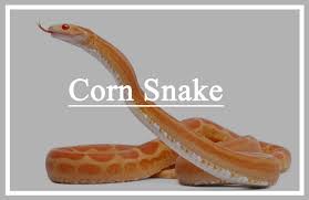 Once your snake has grabbed the mouse, close the vivarium or cover the feeding tub (making sure there's still air flow) and leave the room, closing the door behind. Corn Snake Fun Facts You Never Knew Pest Wiki