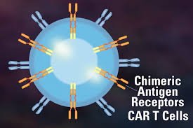 Photo Chez une patiente une perfusion de cellules CAR-T induit la ...