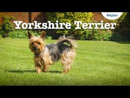 Yorkie parents oakley and miley gave birth to 3 puppies. Yorkshire Terrier Dog Lifespan Temperament More Petplan Youtube
