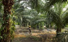 The article touches on how citra niaga perkasa (cnp) cleared 240 hectares of high conservation value (hcv) forest on deep peatland greater than three meters. Malaysian Anti Graft Body To Probe Corruption Claims At Felda Global Ventures
