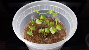 It is a shrub or small tree that might grow up to 6 m (20 ft) but usually reduced to 2 m. Growing Pomegranate Trees From Seeds Days 0 31 Youtube