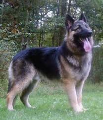 Providing german shepherd puppies to houston, dallas, austin, san antonio and surrounding areas. 270 King Shepherd Dog Ideas King Shepherd Shepherd Dog Shepherd