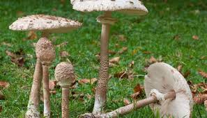 Check spelling or type a new query. Macrolepiota Procera Fungo Mazza Di Tamburo Mondofunghi Com