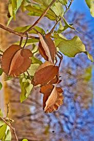 Image result for Combretum collinum