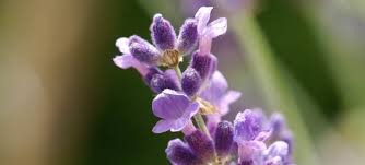 Anwendung, qualität und tipps zum kaufen und selber machen. Lavendel Lavandula Angustifolia In Der Kosmetik Olionatura