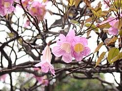 Image result for Tabebuia heterophylla