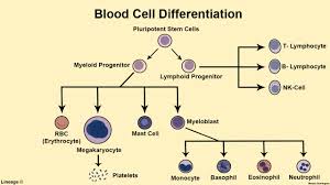 Blood Cell Differentiation Hematology Medbullets Step 1