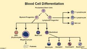 blood cell differentiation hematology medbullets step 1