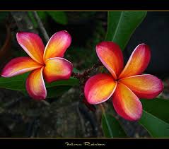 The Plumeria Intense Rainbow By Mad Plumerian Via Flickr Plumeria Flowers Plumeria Frangipani
