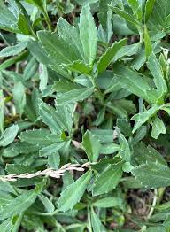 Image result for Lippia oatesii