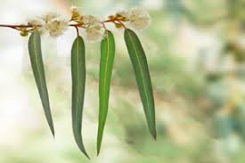 It's a mainstay aroma for clarifying bath preparations and body applications. Eucalyptus Globulus Essential Oil