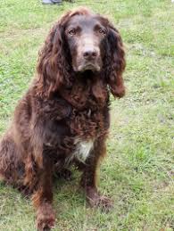 Image result for německý křepelák postava