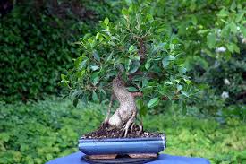 Image result for Ficus barteri
