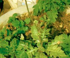 Di cina dikenal sebagai samsit atau tansit (coan tin. Khasiat Obat Dan Manfaat Dari Daun Dewa Organisasi Asgar