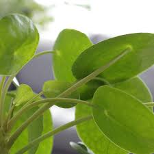 However, this does not significantly change the speed at which flowers grow! Pilea Peperomioides The Chinese Money Plant Spruce Flowers And Events