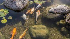Tanaman ini berbentuk seperti corong berwarna putih dan dilengkapi dengan putik berwarna kuning cerah. Selain Cantik 5 Tanaman Ini Jago Membersihkan Kolam Ikan Di Rumah