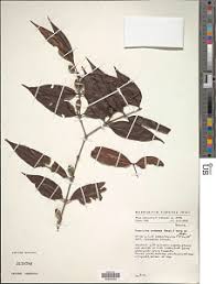 Image result for Dinophora spenneroides