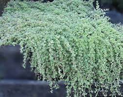 Thymus Praecox Arcticus Languinosus Woolly Thyme Wooly Thyme Ground Cover Plants Plants