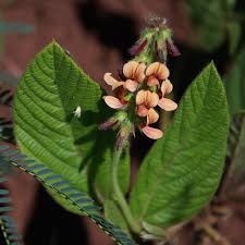 Image result for Eriosema angolense