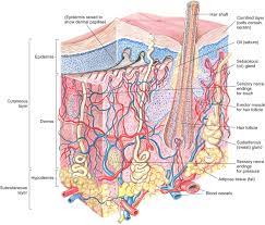 Ch 4 Integumentary System Diagram Quizlet