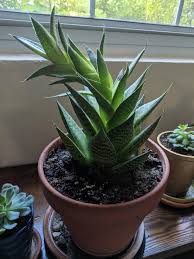 Tackle the bad leaves first. Can I Cut The Top Off My Lace Aloe Plant Gardening Landscaping Stack Exchange