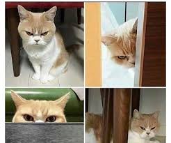 Fișe de lucru glume imagini haioase imagini amuzante amuzant banane zi de naștere. Cele Mai Expresive Animale In Imagini Haioase