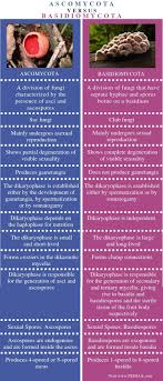 What Is The Difference Between Ascomycota And Basidiomycota Pediaa Com Biology Notes Biology Poster Science Notes
