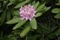 Image of What is Washington state flower?