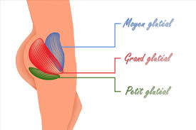 Vous pouvez facilement savoir les secrets biens gardés pour le déplacement de la graisse corporelle pour la rediriger vers les fessiers!! Comment Grossir Des Fesses Rapidement Avec Des Conseils Simples