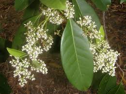 Image result for Oleaceae