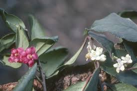 Image result for Theaceae