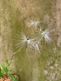 Image result for Habenaria arianae