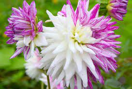 Jeden tag werden tausende neue, hochwertige bilder hinzugefügt. Shop Cactus Dahlia Blackberry Ripple And Other Seeds At Harvesting History