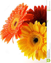 I caldi colori del tramonto sono racchiusi in questo meraviglioso cesto giallo rosso e arancio! Fiori Gialli E Arancioni