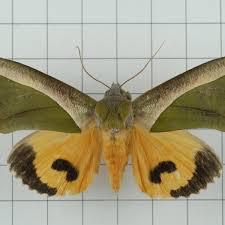 Image result for Dicoma arenaria