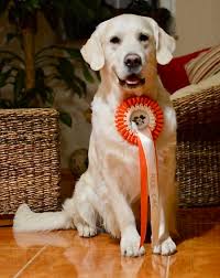 Golden Martha :: Chovatelská stanice zlatých retrívrů :: Golden retriever  kennel