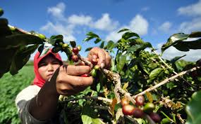 Kementrian Pertanian Pacu Produktivitas Petani Kopi