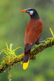 Look At The Birds Of The Air They Neither Sow Nor Reap Pin On Look At The Birds Of The Air For They Neither Sow Nor Reap Nor Gather Into Barns But Their Heavenly Father Feeds Them