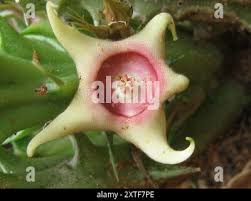 Image result for Huernia verekeri