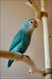 Blue Birds You Can Have As Pets Pin On Design That I Love